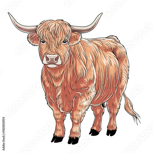 Cute highland cows funny vector white background

