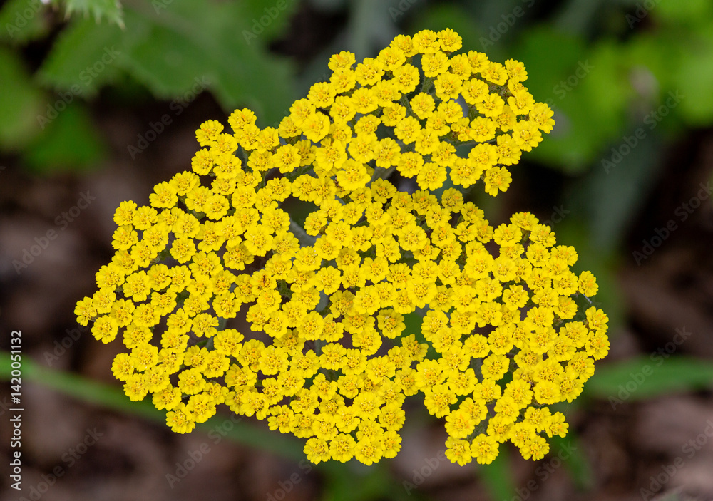 Macrophotographie de fleur sauvage - Achillée jaune - Achillea filipendulina