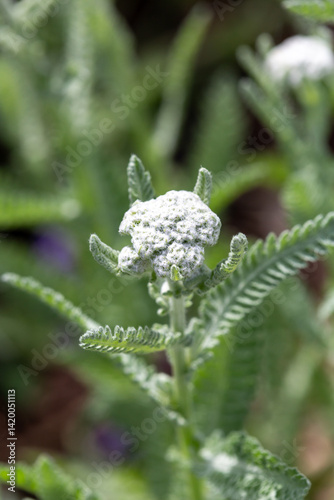 Obraz na płótnie Macrophotographie de fleur sauvage - Achillée jaune - Achillea filipendulina w salonie