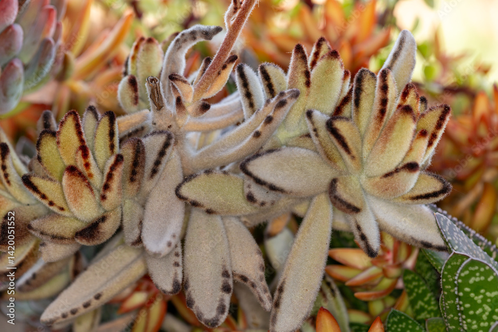 Proxiphographie d'une plante grasse (succulente) - Kalanchoe tomentosa