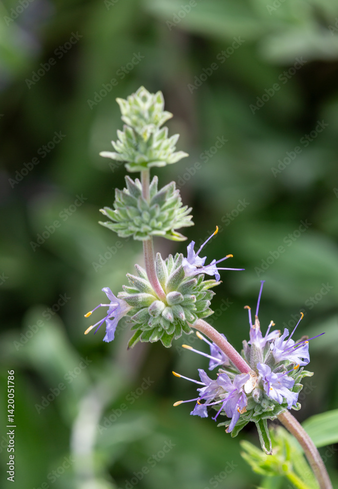 Macrophotographie de fleur sauvage - Salvia leucophylla