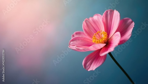 Single large flower against a gradient background, petals, subtle