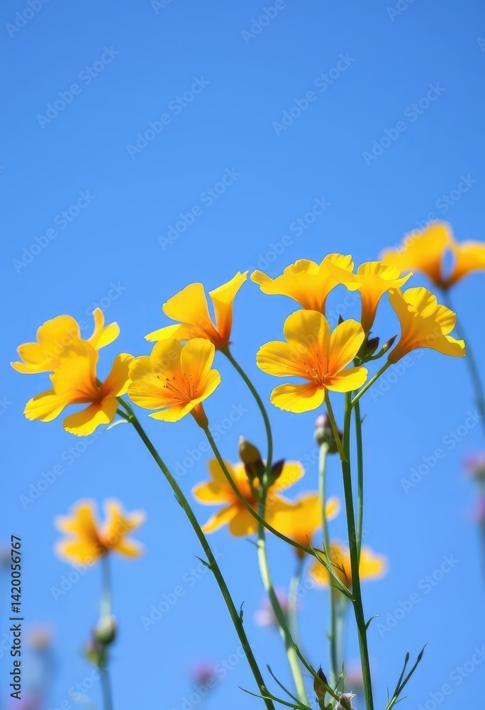 Vibrant yellow and orange Bacopa monnieri blossoms against a clear blue sky in a herbal garden, outdoor, colorful, texture Vibrant yellow and orange Bacopa monnieri blossoms against a clear blue sky in a herbal garden, outdoor, colorful, texture