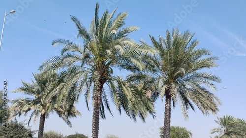 Wallpaper Mural Palm Tree, View of Palm tree with Blue SKY background, Date tree or Arabic palm tree with Date on it Palm trees with Dates fruits on its, trees are Loaded with bunches of fruits Healthy food Date Plam Torontodigital.ca