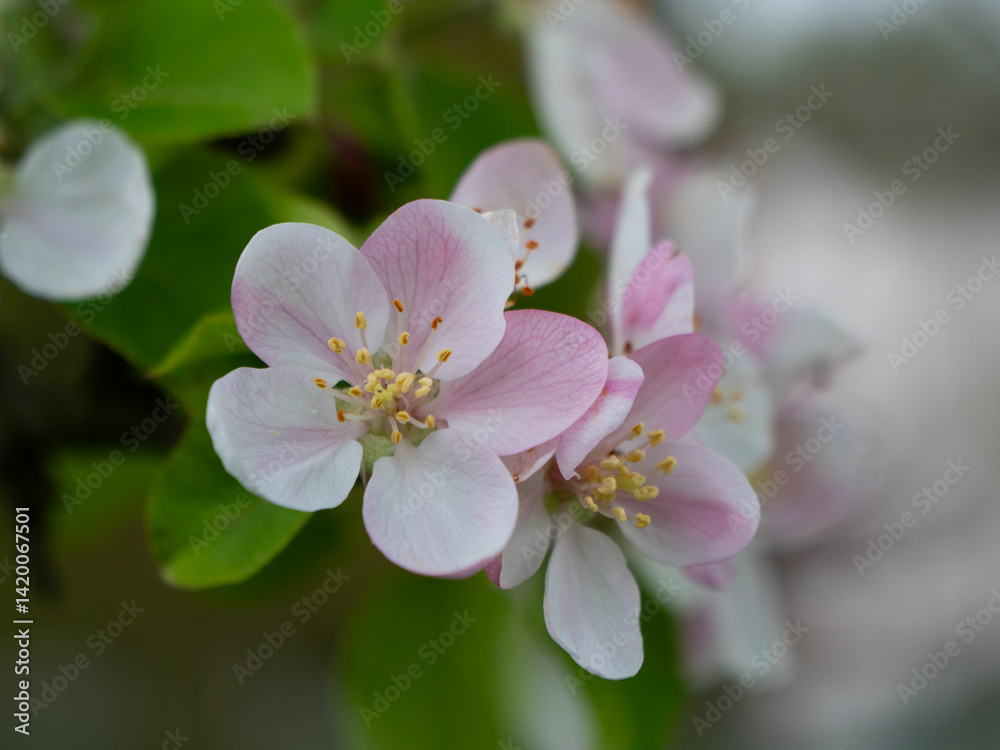 apple blossom apple blossom