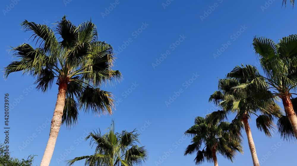 Washingtonia Palm Trees Top View, Palm Trees Full View With Their Leaves. Washingtonia Palm Arabic Washingtonia Or Mexican Fan Trees With Blue Sky Background. Washingtonia Robust Or Mexican Fan Palm.