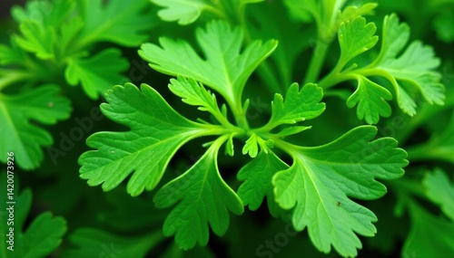 Close-up of parsley leaves creating a complex geometric pattern , plant, sustainable
