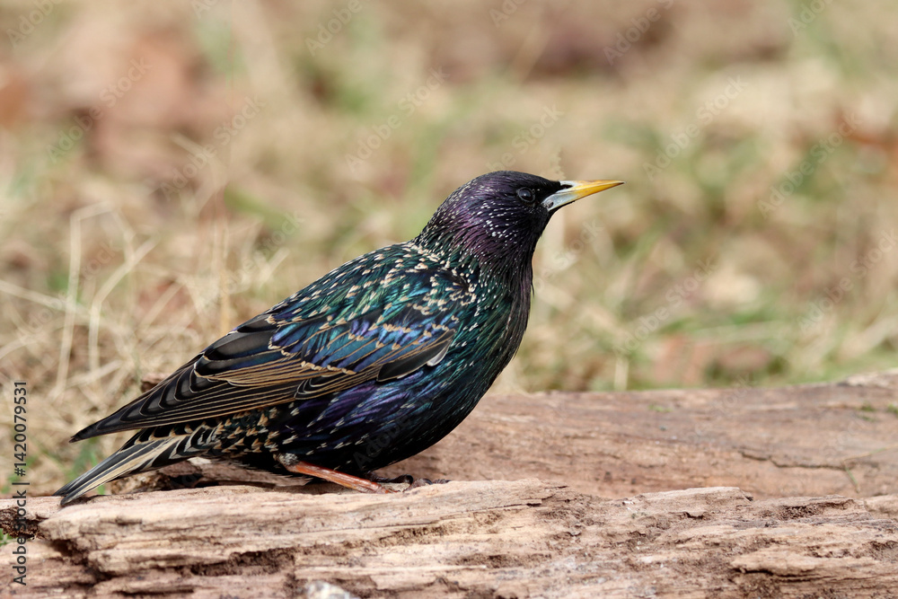 Fototapeta premium Common Starling