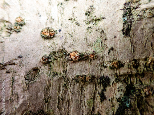 Obraz na plátně Lichen on tree bark