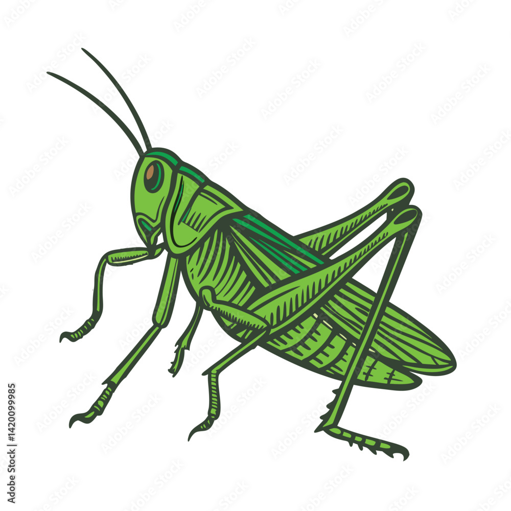 A Grasshopper Vector art illustration A Grasshopper Vector art illustration