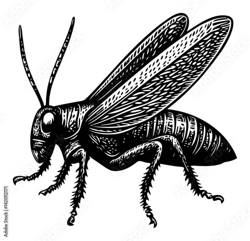Detailed Woodcut of a Realistic Insect Illustration