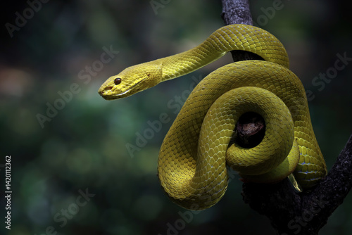 Yellow White-lipped Pit Viper (Trimeresurus insularis), close-up yellow viper snake
