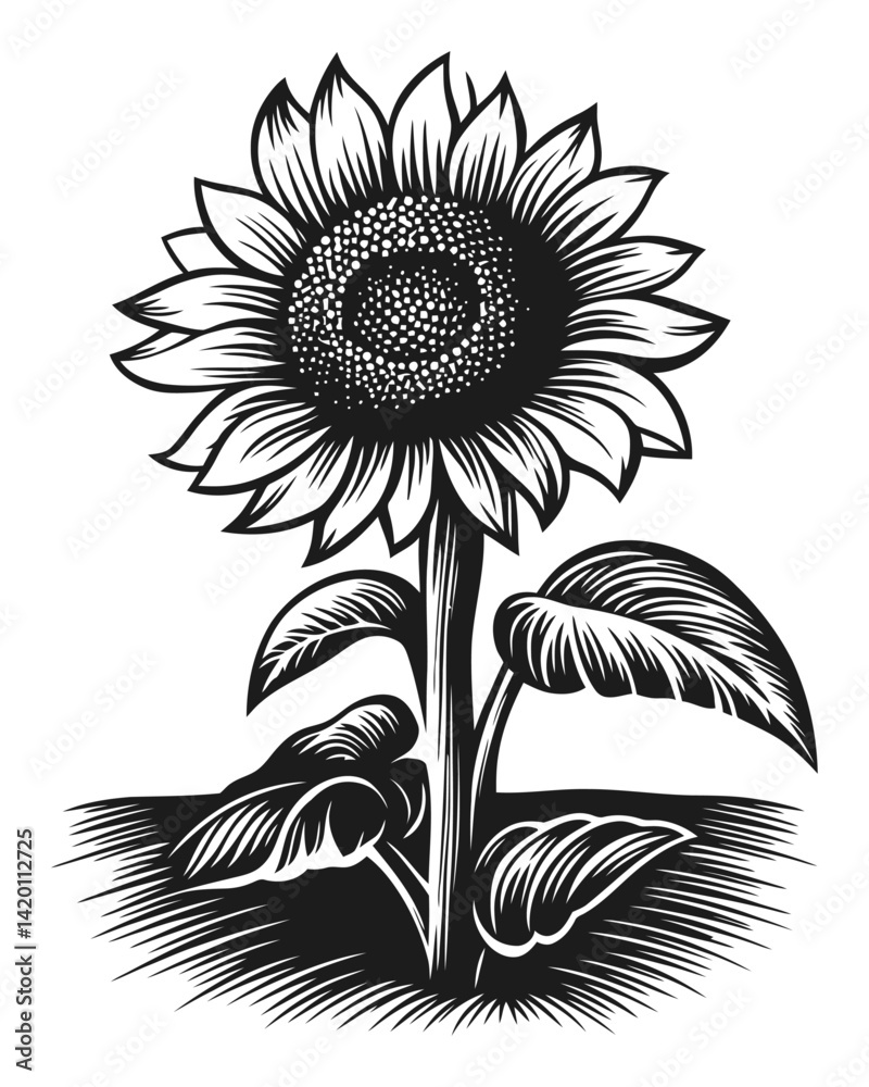 Fototapeta premium Detailed Woodcut Illustration of a Sunflower Plant in Black and White