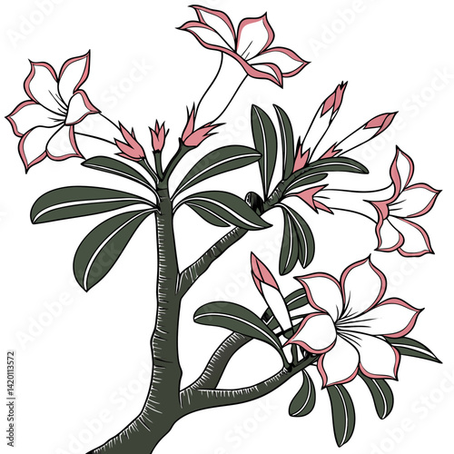 Photos Bold Outline Desert Rose Houseplant Illustration