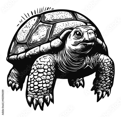 Detailed Woodcut Style Engraving of a Tortoise on a White Background