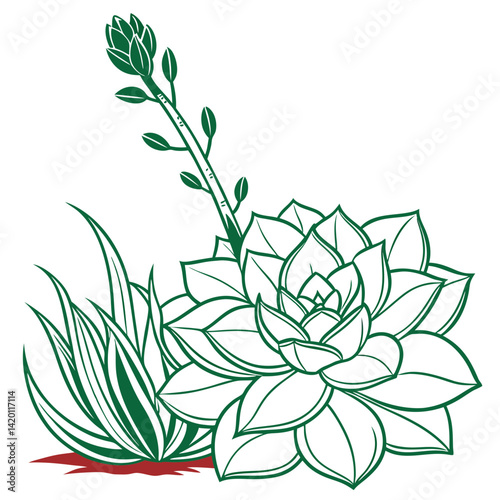  Elegant Echeveria Elegans Plant Design