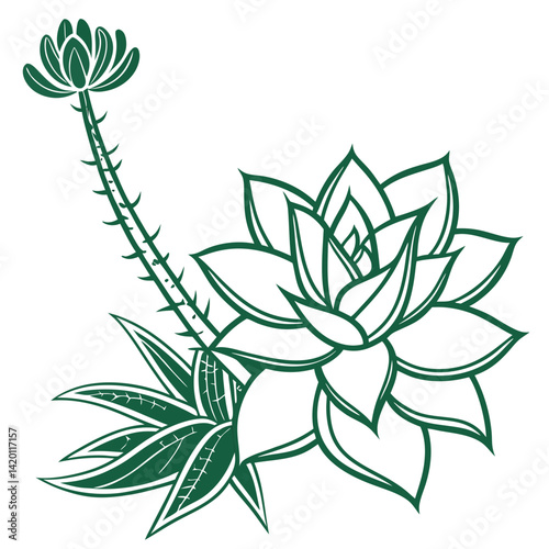  Stylish Echeveria Houseplant Illustration