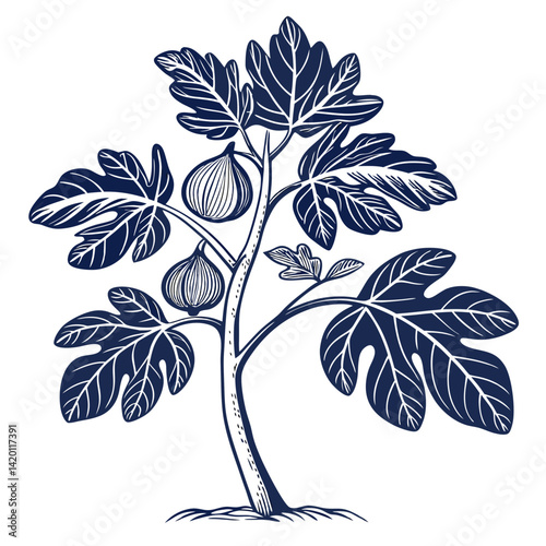  Stylish Edible Fig Plant Illustration