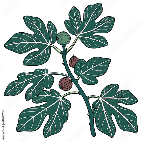  Edible Fig Houseplant Bold Art