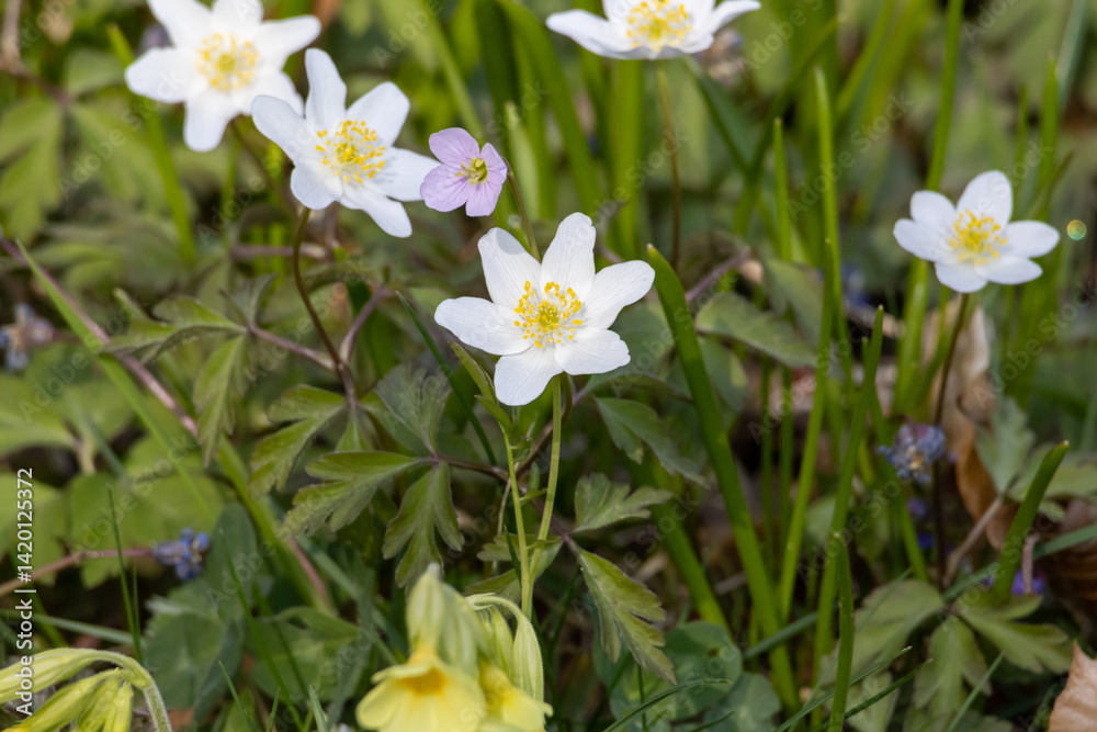 White Wood anemone flower in spring in the beautiful nature White Wood anemone flower in spring in the beautiful nature