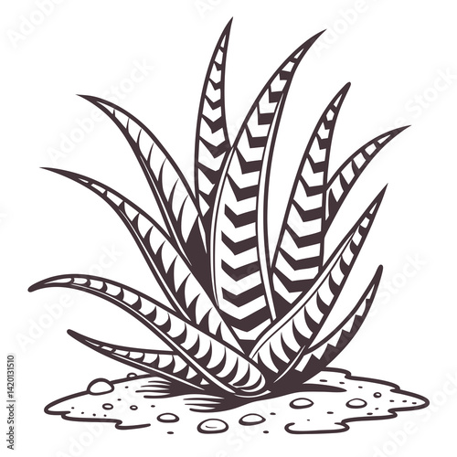  Stylish Haworthia Houseplant Outline Design