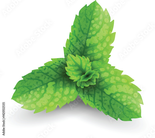 Fresh green mint leaves isolated on a white background