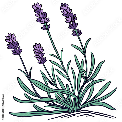  Unique Lavender Scentsation Houseplant Bold Outline