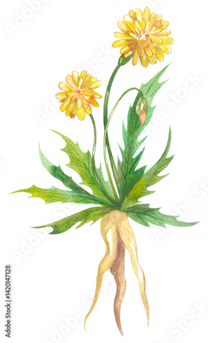 Yam deisy. Australian native plant. Watercolor hand drawing painted illustration.
