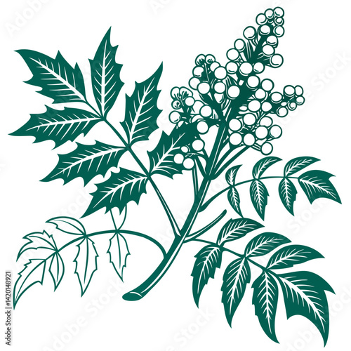  Stylish Mahonia Aquifolium Plant Illustration