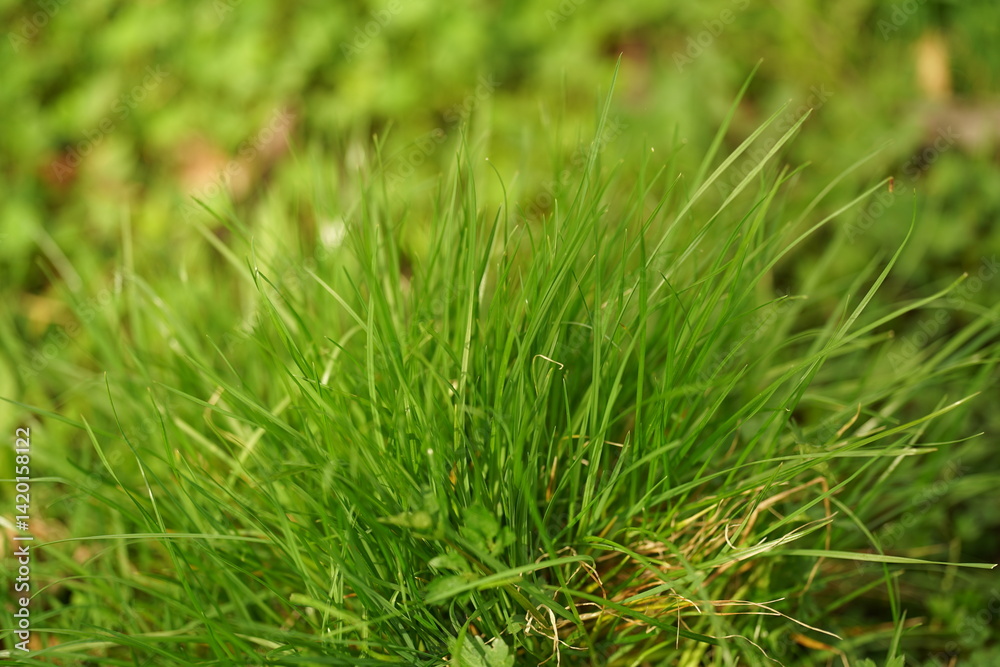 green grass background green grass background