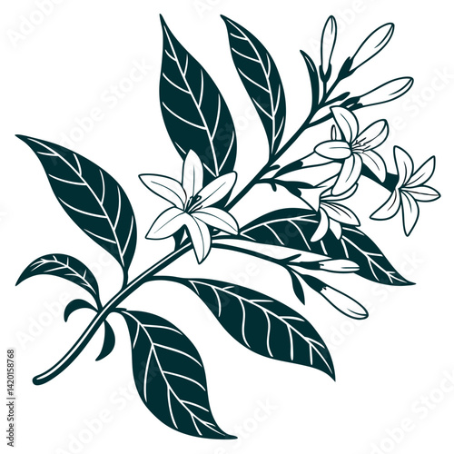  Elegant Night Blooming Jasmine Houseplant Vector Design