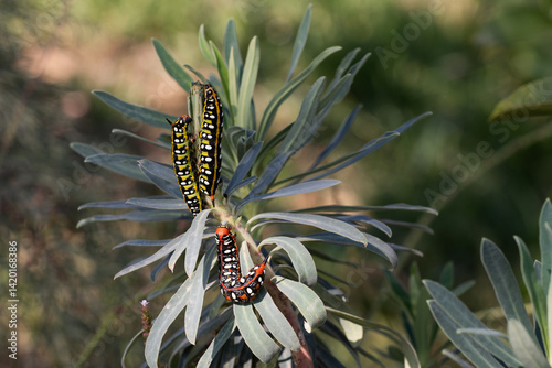 3 Caterpillars of Hyles euphorbiae, the spurge hawk-moth eating Mediterranean spurge plant. Select focus.