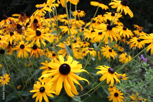 Fototapeta Naklejka Na Ścianę i Meble -  yellow flowers in the garden