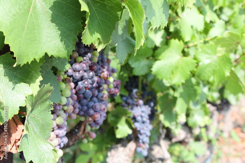 Fotografie bunch of grapes in a vineyard