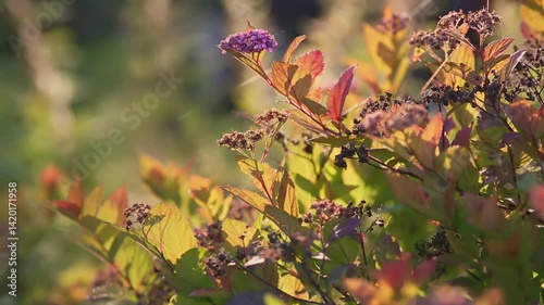 A colorful shrub with red, yellow, and green leaves, featuring a purple flower bloom, bathed in warm sunlight with a blurred background