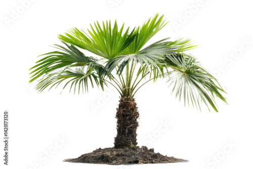 single Palm tree isolated on white background PNG