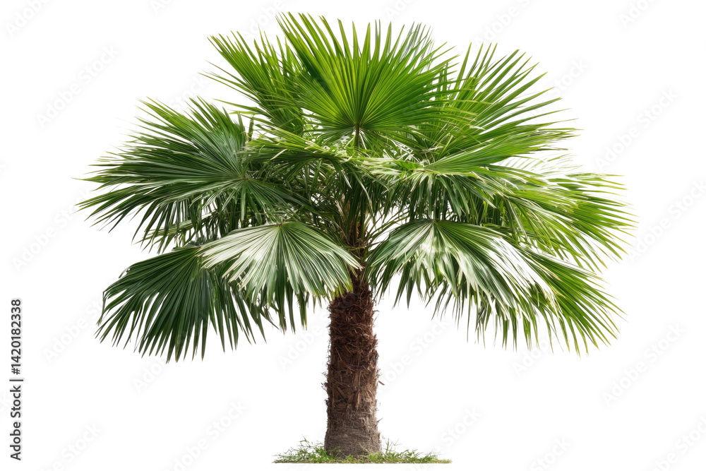 Fototapeta premium single Palm tree isolated on white background PNG