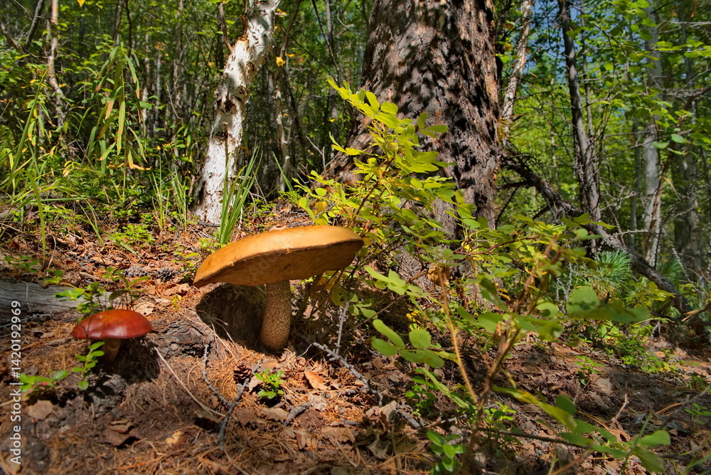 Fototapeta premium Russia, Eastern Siberia, Buryatia. Edible mushrooms in the Sayan Mountains, overgrown with impenetrable taiga in the height of summer.