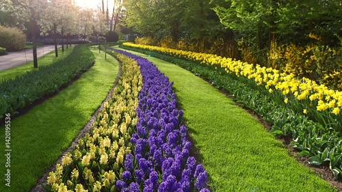 spring morning in Keukenhof garden in bloom in the Netherlands, gimbal shot of a blossoming hyacinths in Dutch flower garden in Holland