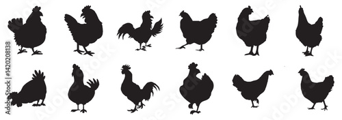 Set of vector chicken black silhouettes isolated on white background.