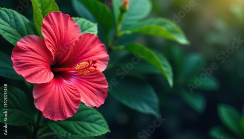Bold hibiscus blossoms, lush tropical foliage, vibrant colors, colorful, summer