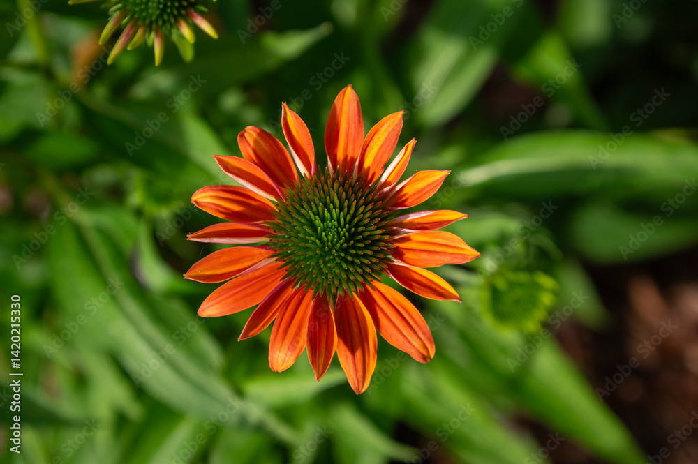 Echinacea purpurea sombrero orange coneflowers flowering plants, group of ornamental medicinal hedgehogs flower in bloom Echinacea purpurea sombrero orange coneflowers flowering plants, group of ornamental medicinal hedgehogs flower in bloom