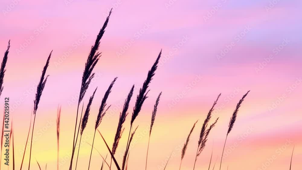 Sunset grass movement against colorful sky background for art projects