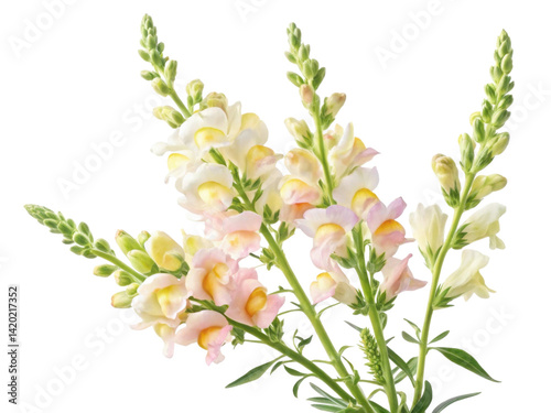 Wallpaper Mural Snapdragon flowers bloom in vibrant colors showcasing their delicate beauty and charm in any garden setting Torontodigital.ca