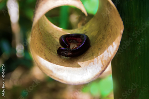 A dead tropical centipede in a bark scroll. Vietnam photo