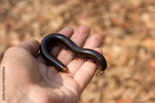 Millipede Spirostreptida, Parilis from the rainforest of Vietnam. A large non-poisonous specimen in the palm of your hand. Individ 16 cm photo