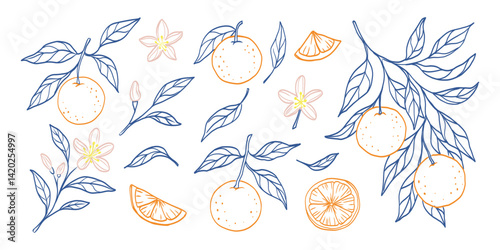 A blue and orange drawing of fruit and leaves. The fruit includes oranges and an orange slice. The leaves are green and the drawing has a light, airy feel