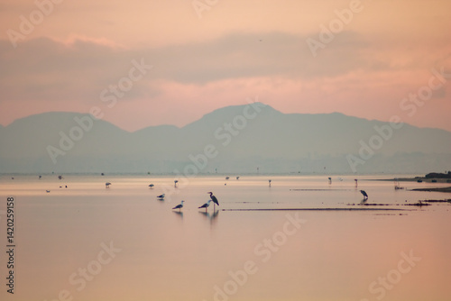 Herons, flamingos, and other birds in the calm waters of the Mar Menor, Murcia Region, Spain, at dawn