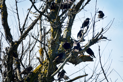 A flock of migratory starlings rests and sings in the crown of old English elm. During the spring migration, males sing on their way home photo
