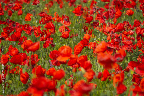 Red field of blooming poppies